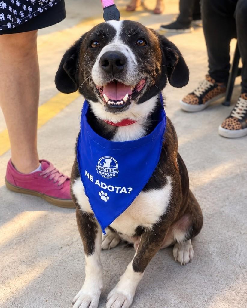 Cometa, cachorro de porte grande para adoção em São Paulo - SP
