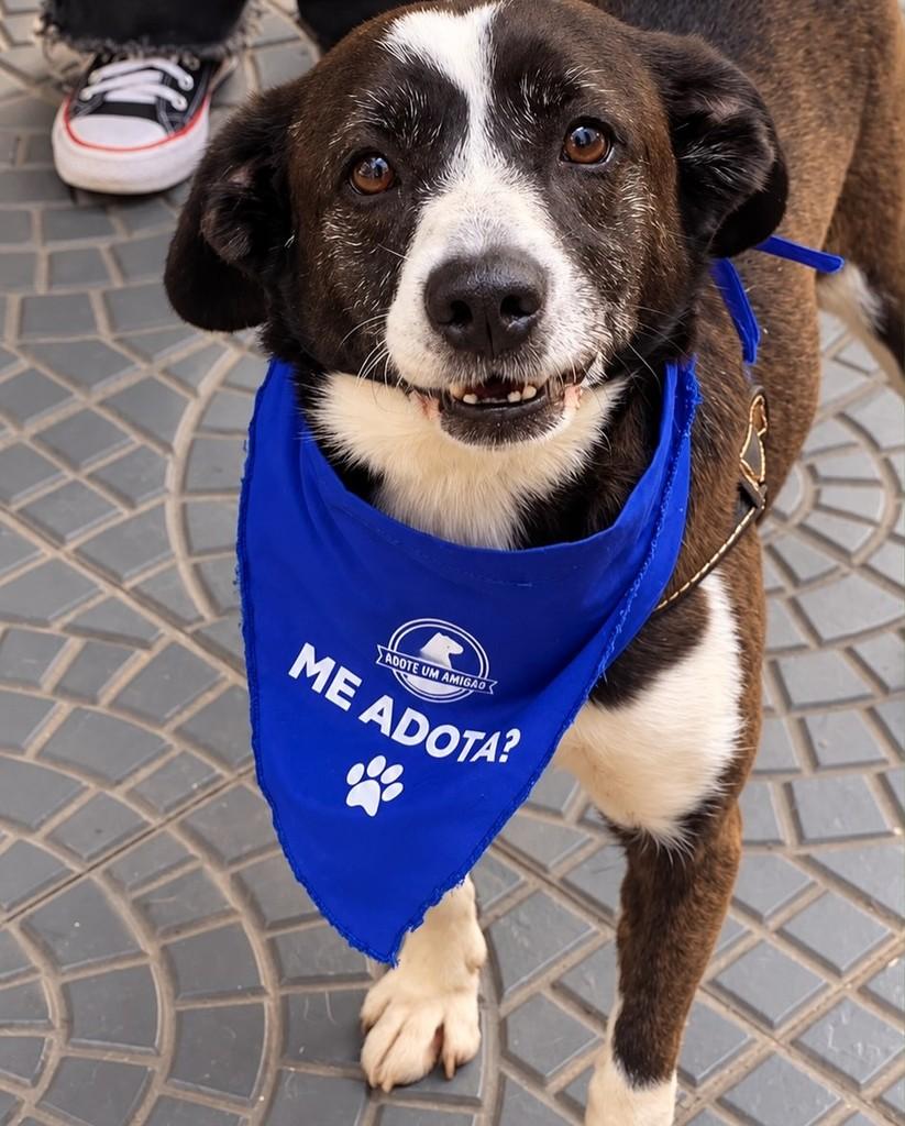 Cometa, cachorro de porte grande para adoção em São Paulo - SP — foto 2 de 5