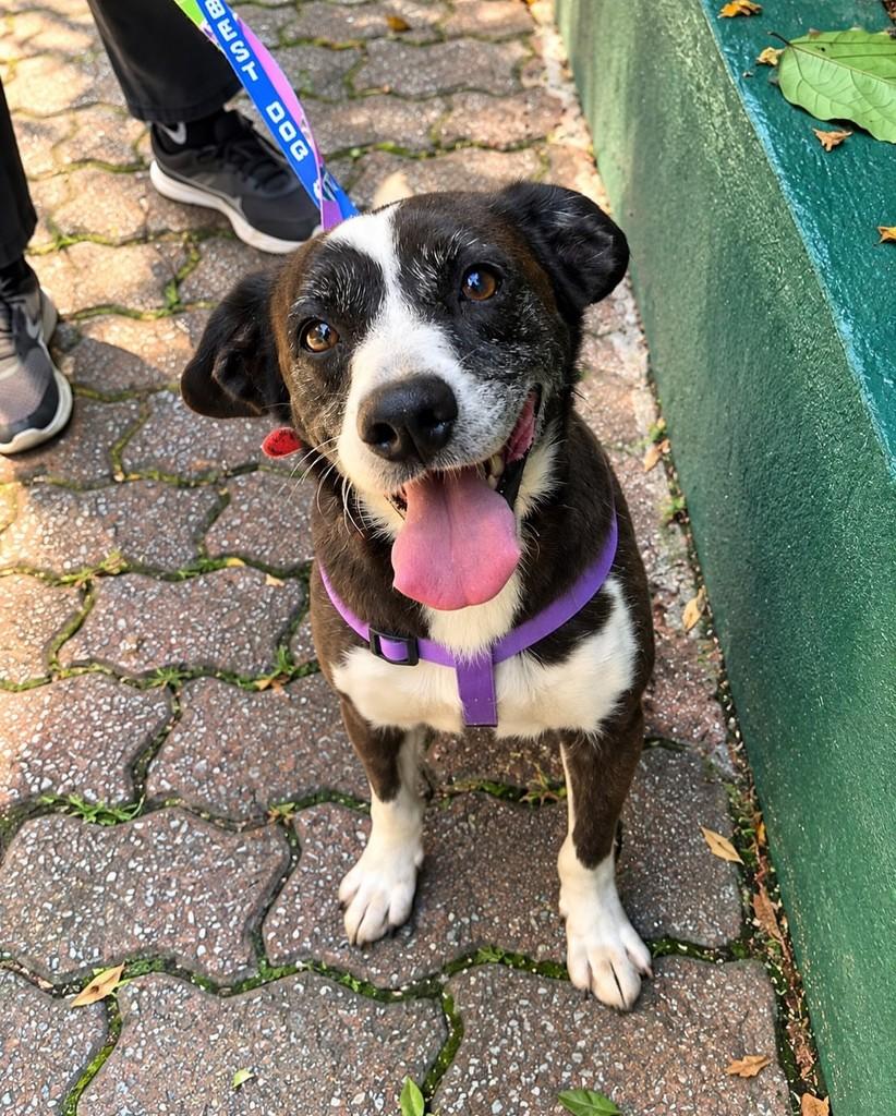 Cometa, cachorro de porte grande para adoção em São Paulo - SP — foto 3 de 5