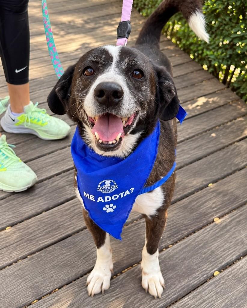 Cometa, cachorro de porte grande para adoção em São Paulo - SP — foto 4 de 5