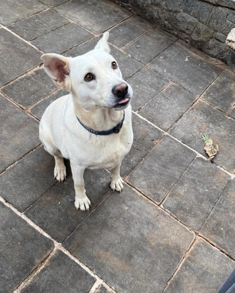 Estrela, cadela de porte médio para adoção em São Paulo - SP