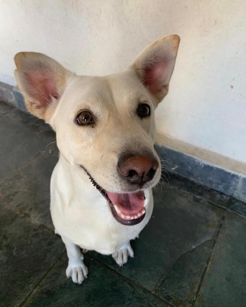 Estrela, cadela de porte médio para adoção em São Paulo - SP — foto 2 de 5