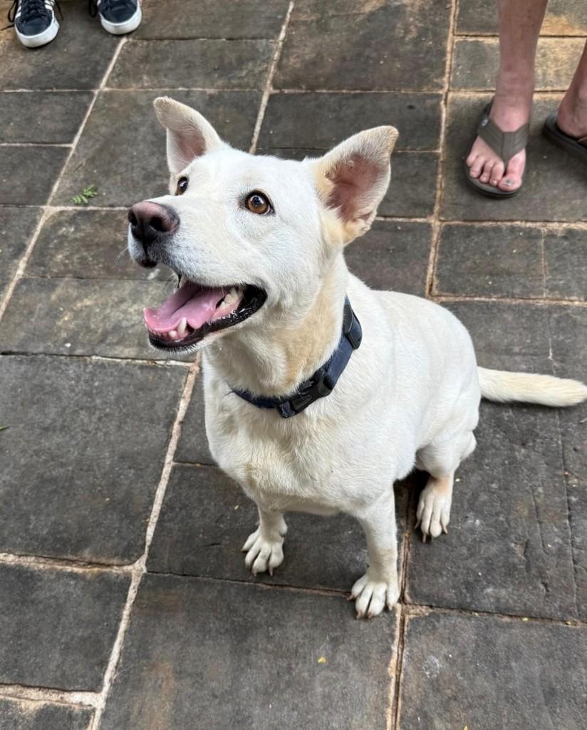 Estrela, cadela de porte médio para adoção em São Paulo - SP — foto 3 de 5