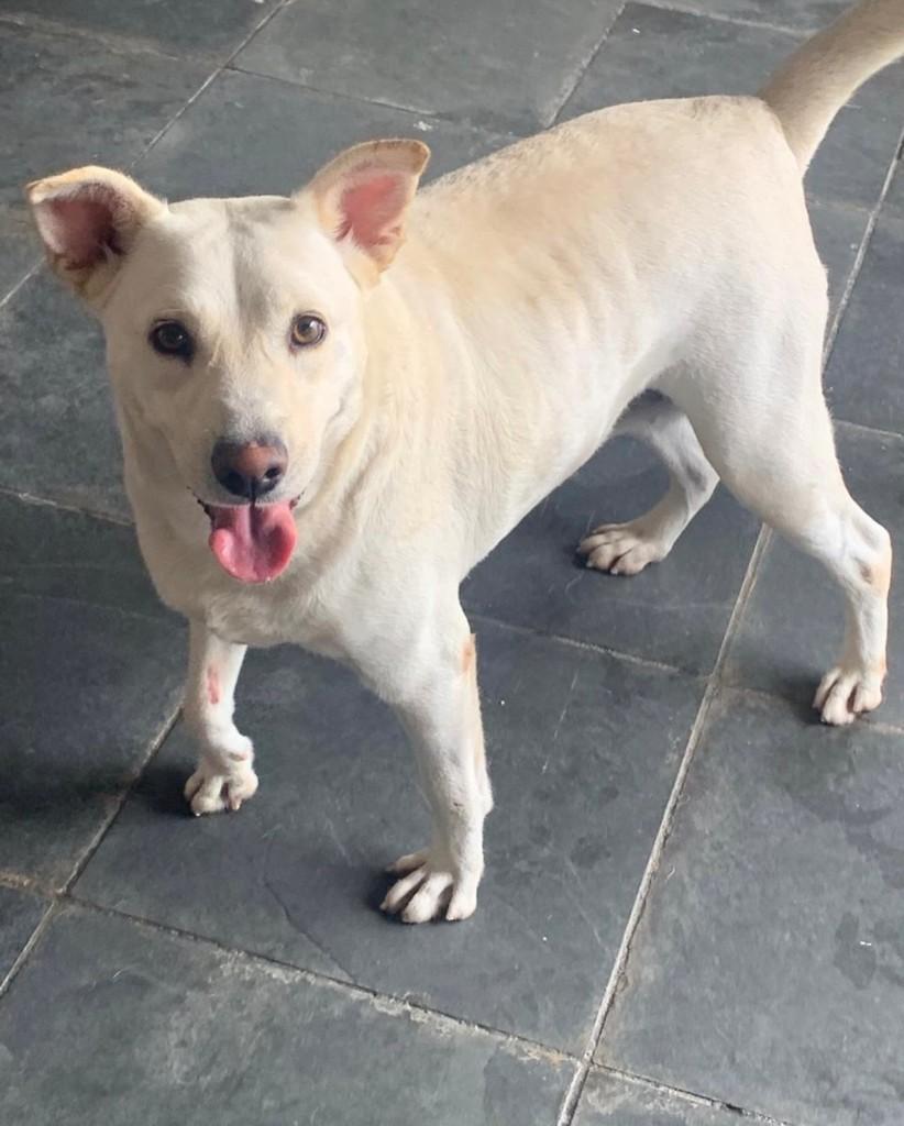 Estrela, cadela de porte médio para adoção em São Paulo - SP — foto 4 de 5