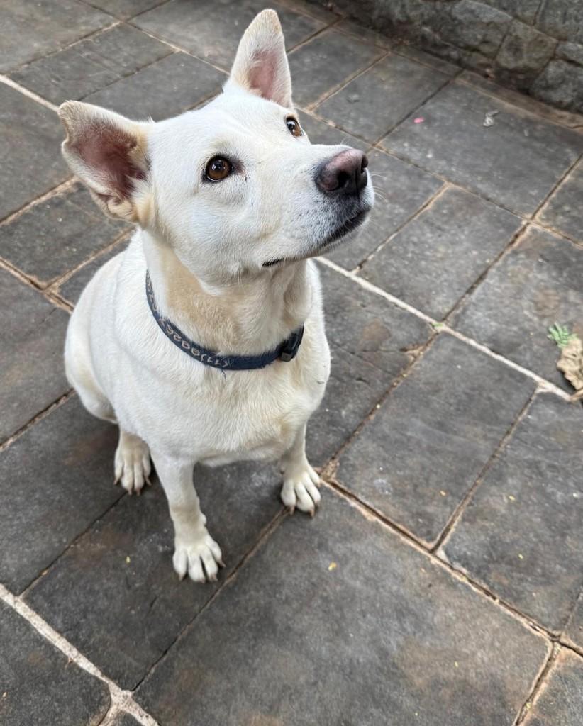 Estrela, cadela de porte médio para adoção em São Paulo - SP — foto 5 de 5