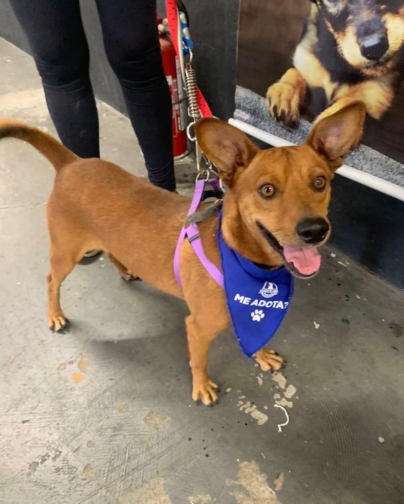 Bart, cachorro de porte médio para adoção em São Paulo - SP