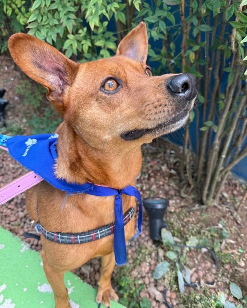 Bart, cachorro de porte médio para adoção em São Paulo - SP — foto 2 de 5