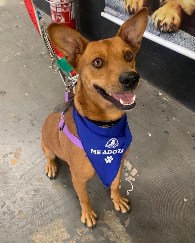 Bart, cachorro de porte médio para adoção em São Paulo - SP — foto 3 de 5