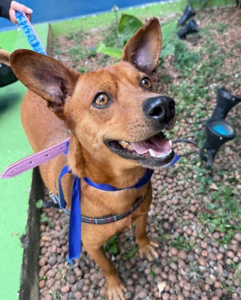 Bart, cachorro de porte médio para adoção em São Paulo - SP — foto 4 de 5
