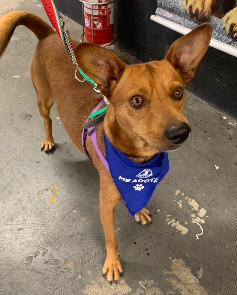 Bart, cachorro de porte médio para adoção em São Paulo - SP — foto 5 de 5