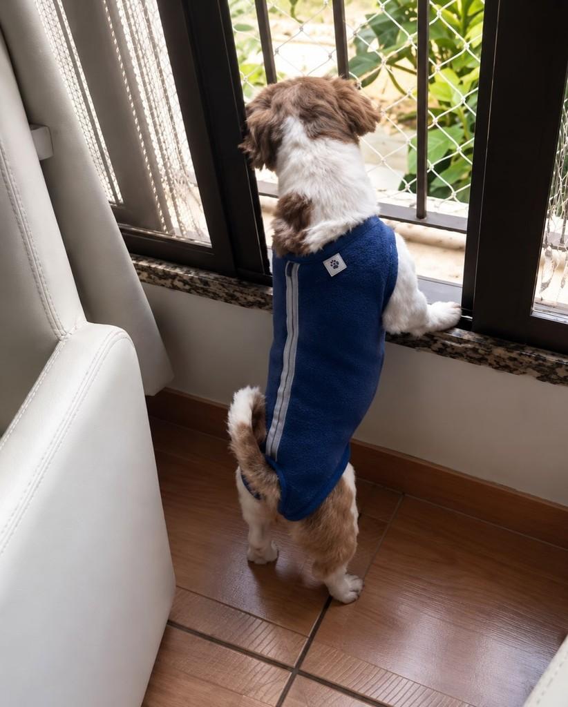 Nero, cachorro de porte pequeno para adoção em São Paulo - SP — foto 2 de 2
