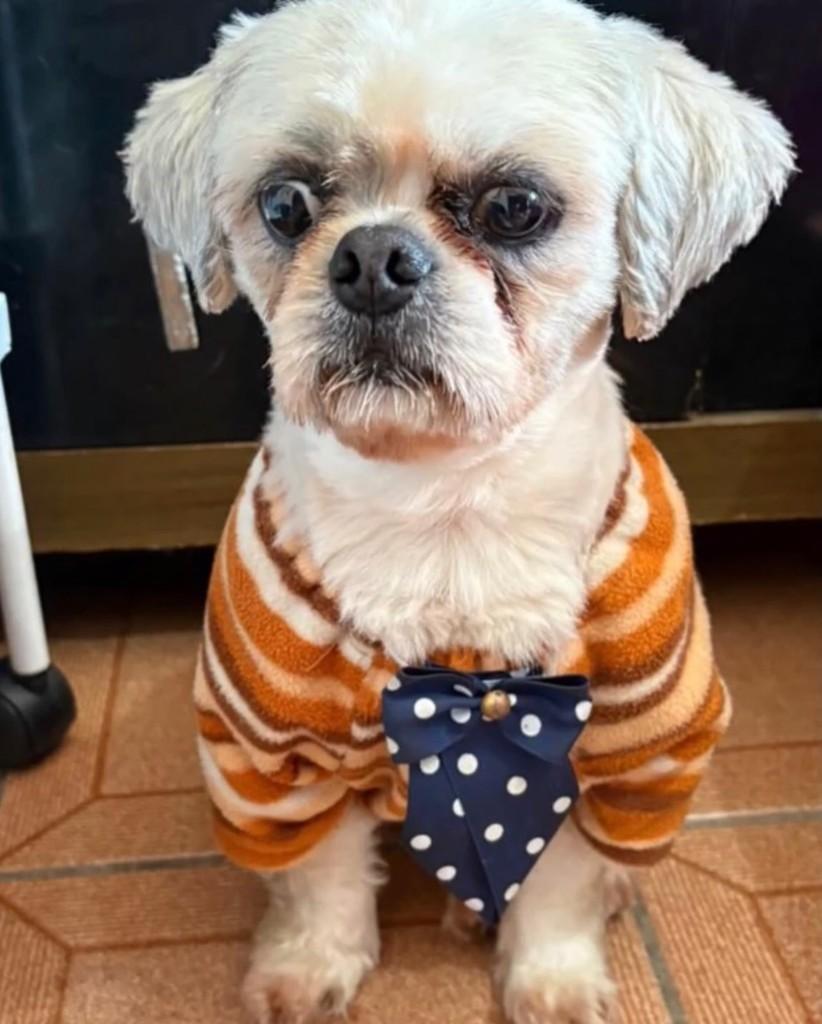 Pluto, cachorro de porte pequeno para adoção em São Paulo - SP