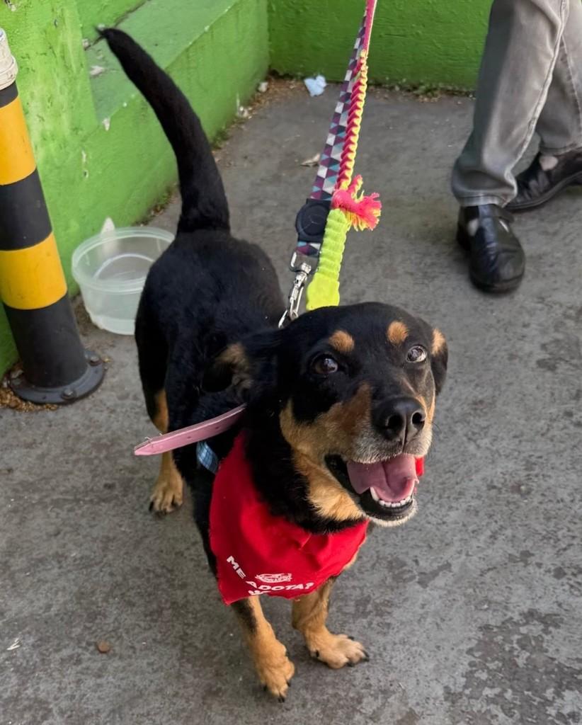 Tamy, cadela de porte médio para adoção em São Paulo - SP — foto 3 de 5