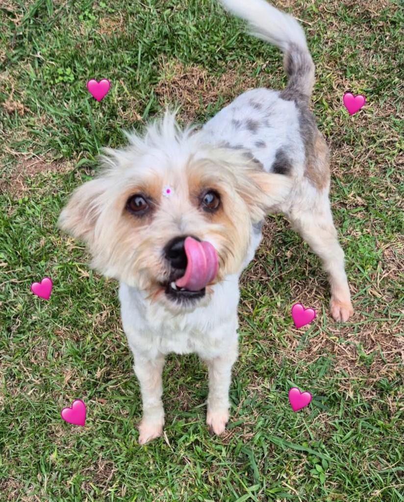 Aurora, cachorro de porte pequeno para adoção em São Leopoldo - RS