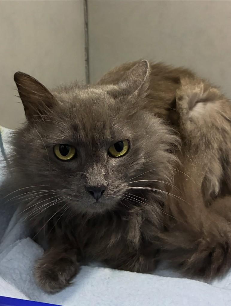 Madá, gata para adoção em São Leopoldo - RS