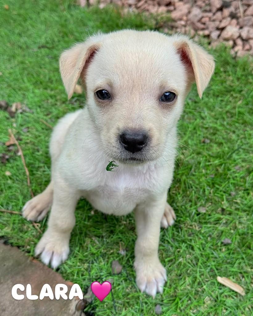 Clara, cachorro de porte pequeno para adoção em São Leopoldo - RS