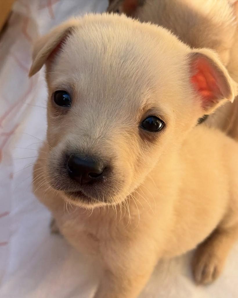 Clara, cachorro de porte pequeno para adoção em São Leopoldo - RS — foto 2 de 3