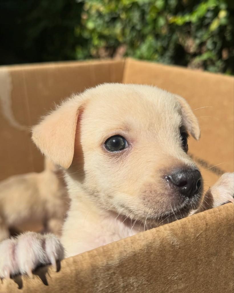 Clara, cachorro de porte pequeno para adoção em São Leopoldo - RS — foto 3 de 3