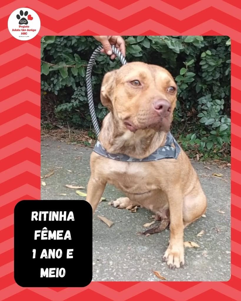 Ritinha, cadela de porte médio para adoção em São Bernardo do Campo - SP