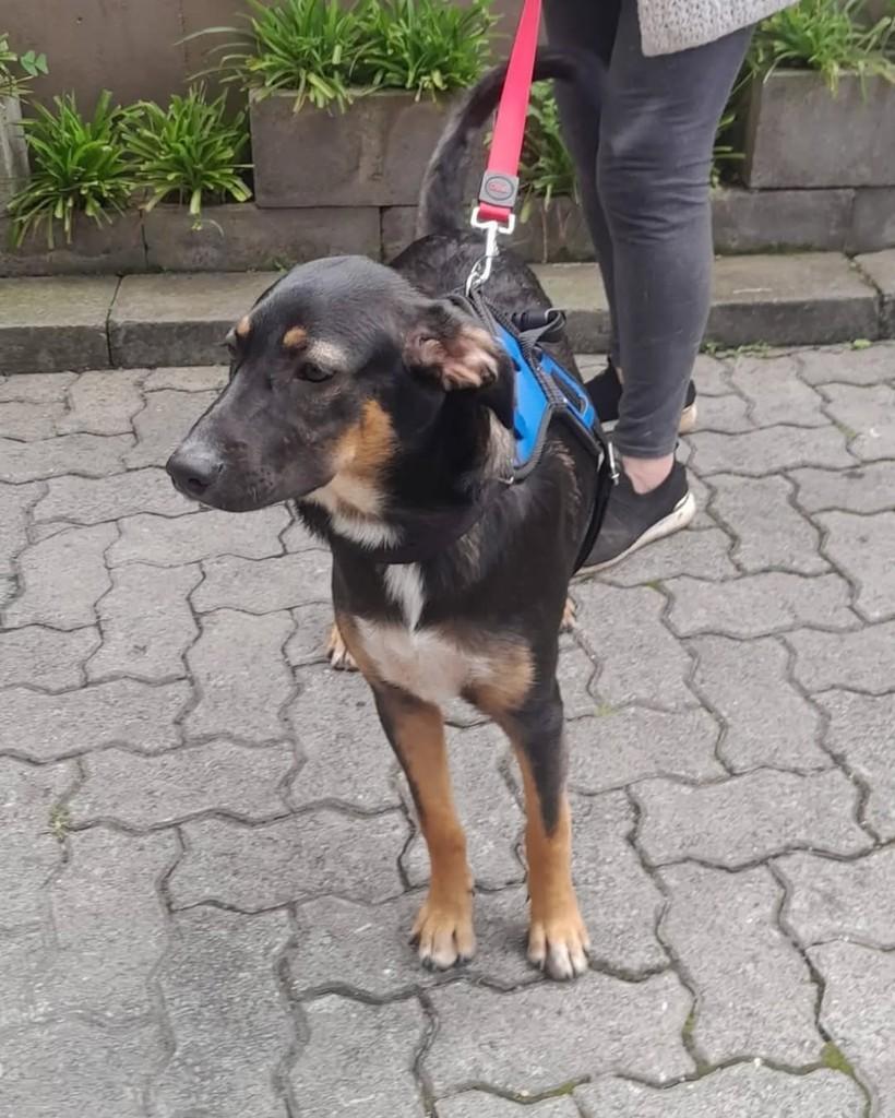 Bruce, cachorro de porte médio para adoção em São Bernardo do Campo - SP