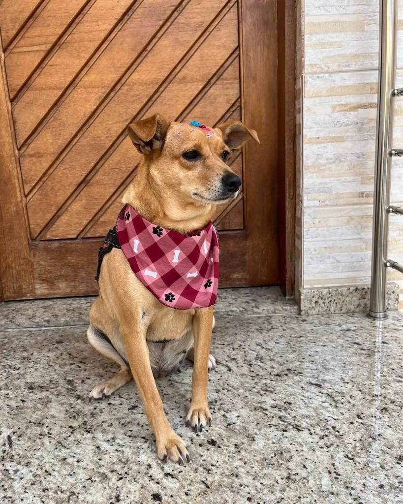 Raquel, cadela de porte médio para adoção em São Bernardo do Campo - SP