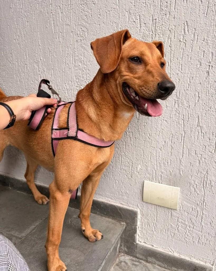 Estrela, cadela de porte médio para adoção em São Bernardo do Campo - SP