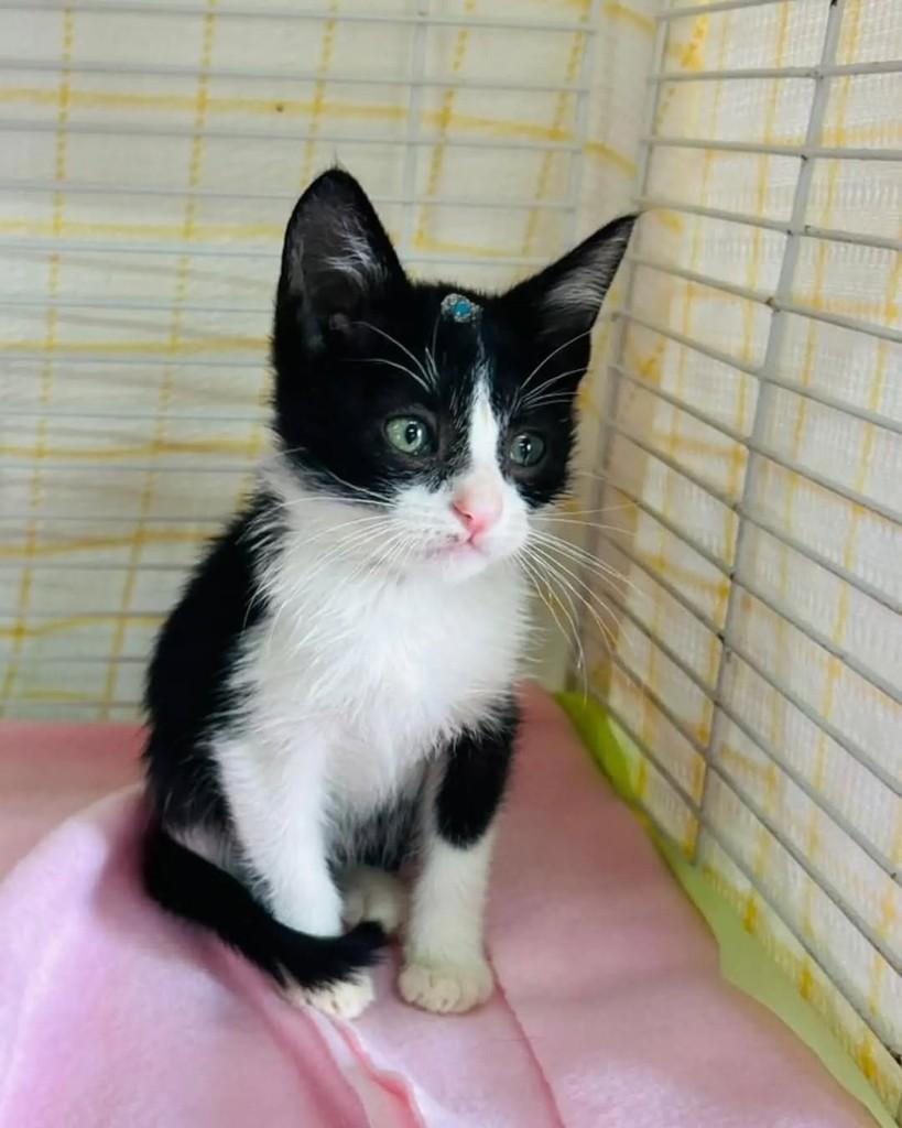 Mizinho, gato de porte pequeno para adoção em São Bernardo do Campo - SP