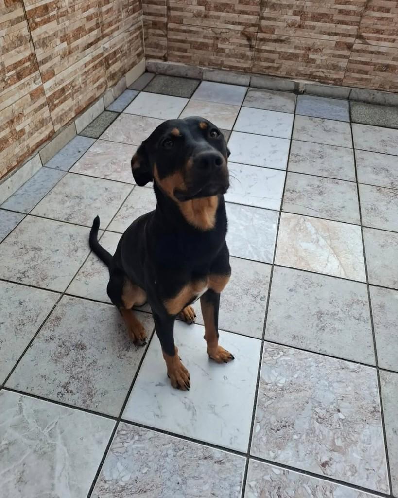 Esther, cadela de porte médio para adoção em São Bernardo do Campo - SP