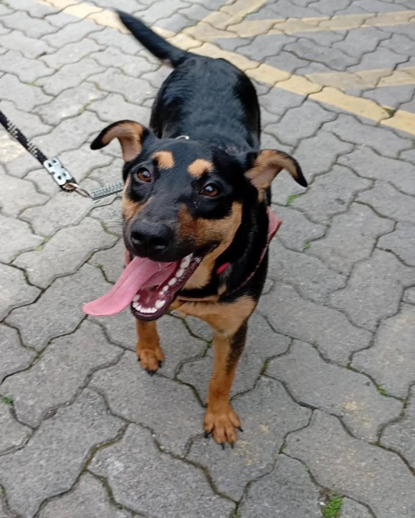 Pandora, cadela de porte médio para adoção em São Bernardo do Campo - SP