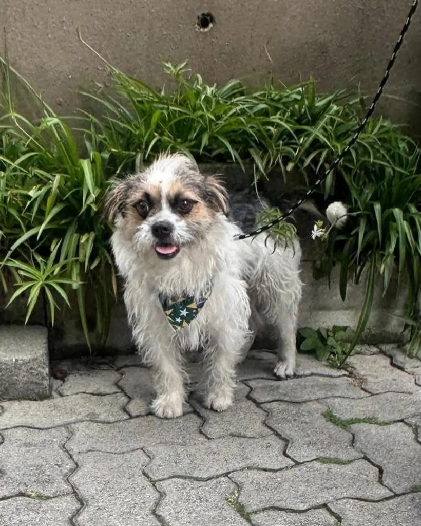Liz, cadela de porte pequeno para adoção em São Bernardo do Campo - SP