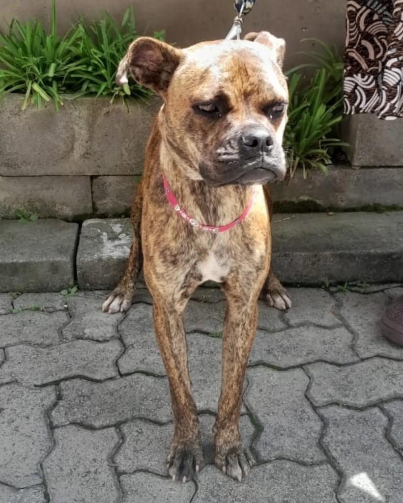 Mel, cadela de porte médio para adoção em São Bernardo do Campo - SP