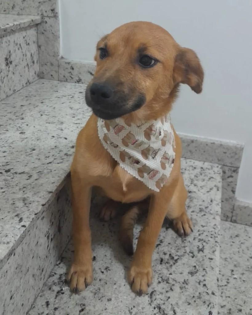 Caramela, cadela de porte médio para adoção em São Bernardo do Campo - SP