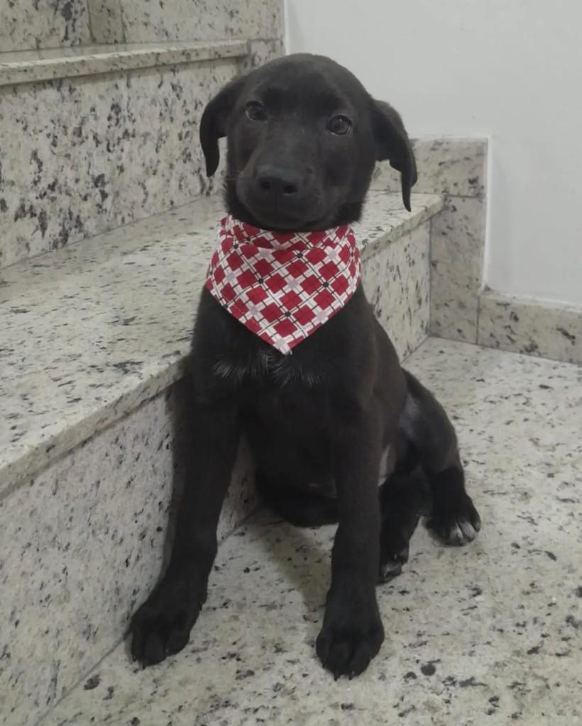 Lola, cadela de porte médio para adoção em São Bernardo do Campo - SP