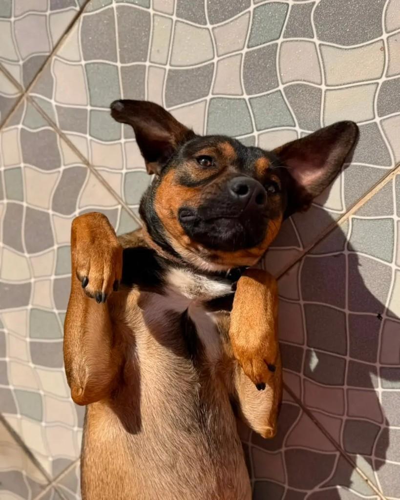 Apollo, cachorro de porte médio para adoção em São Bernardo do Campo - SP