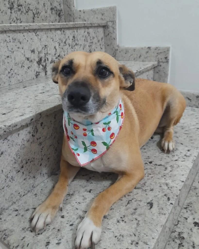 Laila, cadela de porte médio para adoção em São Bernardo do Campo - SP