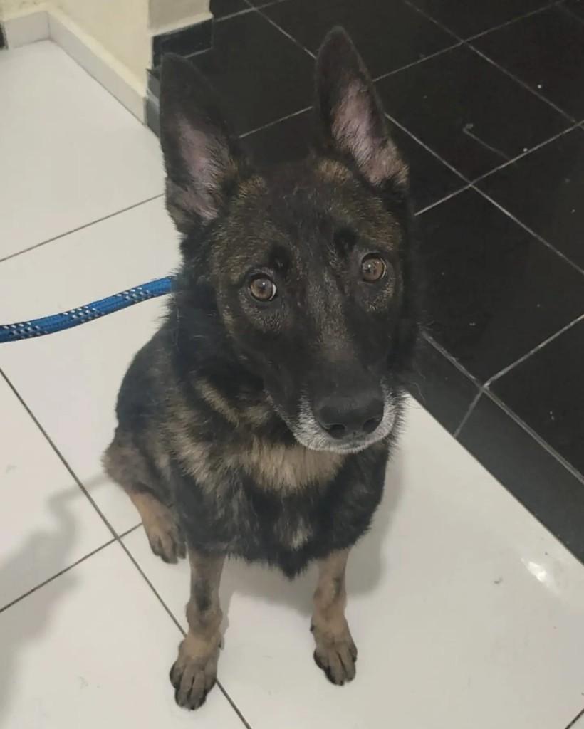 Lobão, cachorro de porte grande para adoção em São Bernardo do Campo - SP