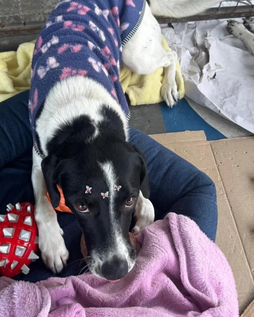 Zuri, cadela de porte médio para adoção em São Bernardo do Campo - SP — foto 3 de 9