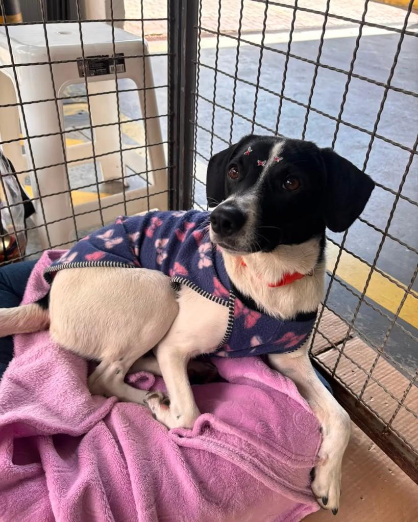 Zuri, cadela de porte médio para adoção em São Bernardo do Campo - SP — foto 5 de 9