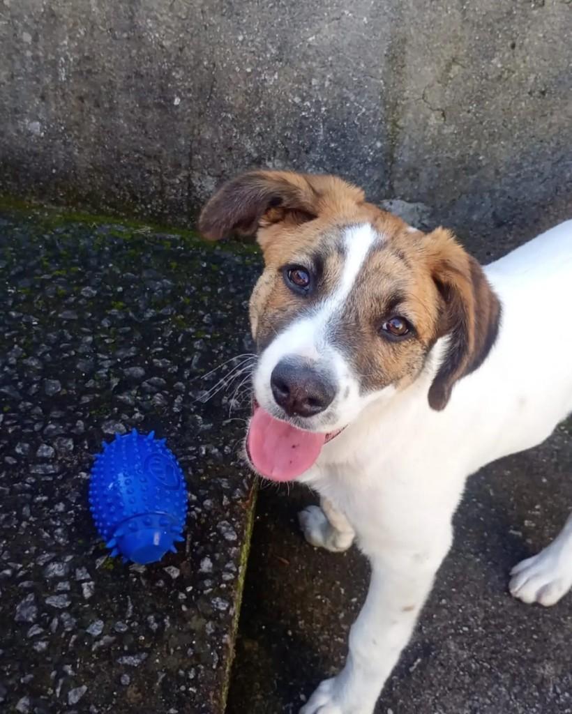 Lonan, cachorro de porte médio para adoção em São Bernardo do Campo - SP