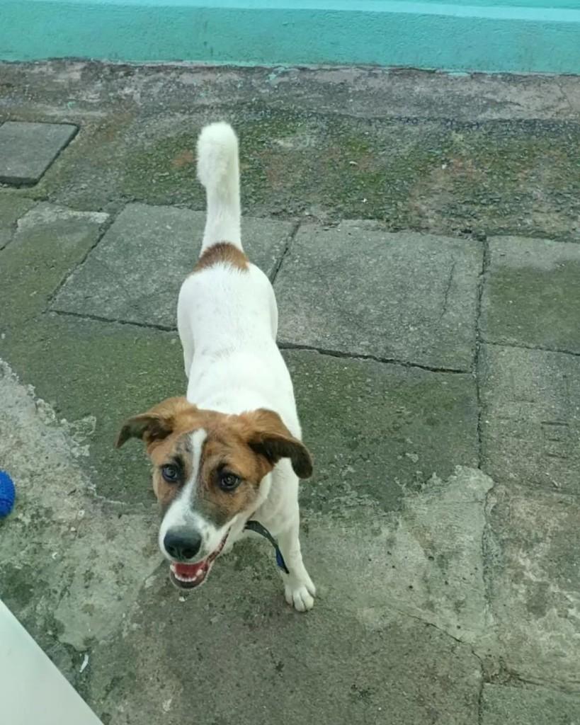 Lonan, cachorro de porte médio para adoção em São Bernardo do Campo - SP — foto 2 de 5