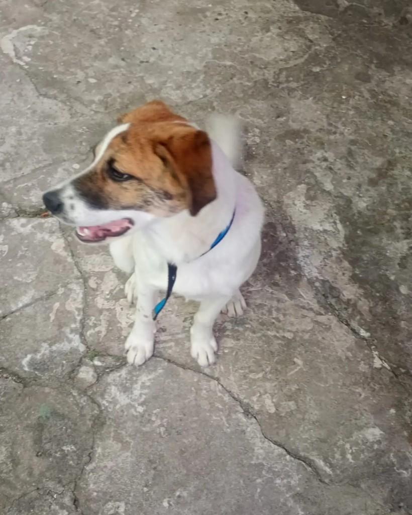 Lonan, cachorro de porte médio para adoção em São Bernardo do Campo - SP — foto 3 de 5