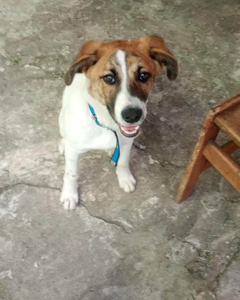 Lonan, cachorro de porte médio para adoção em São Bernardo do Campo - SP — foto 4 de 5