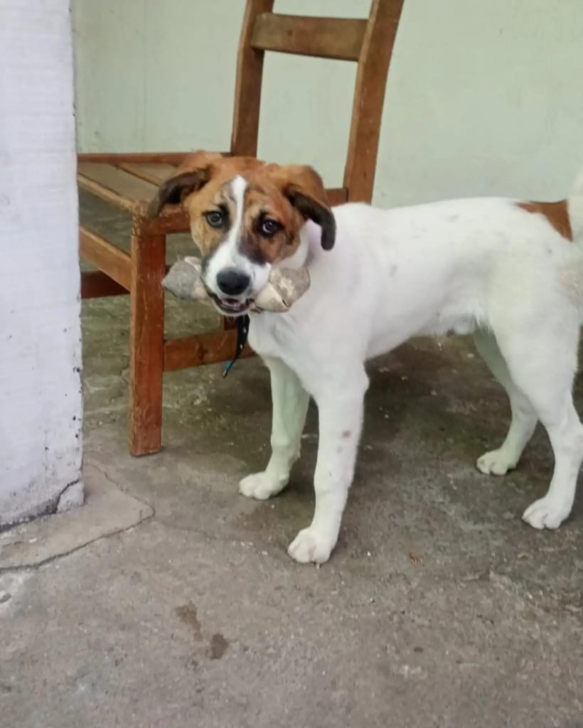 Lonan, cachorro de porte médio para adoção em São Bernardo do Campo - SP — foto 5 de 5