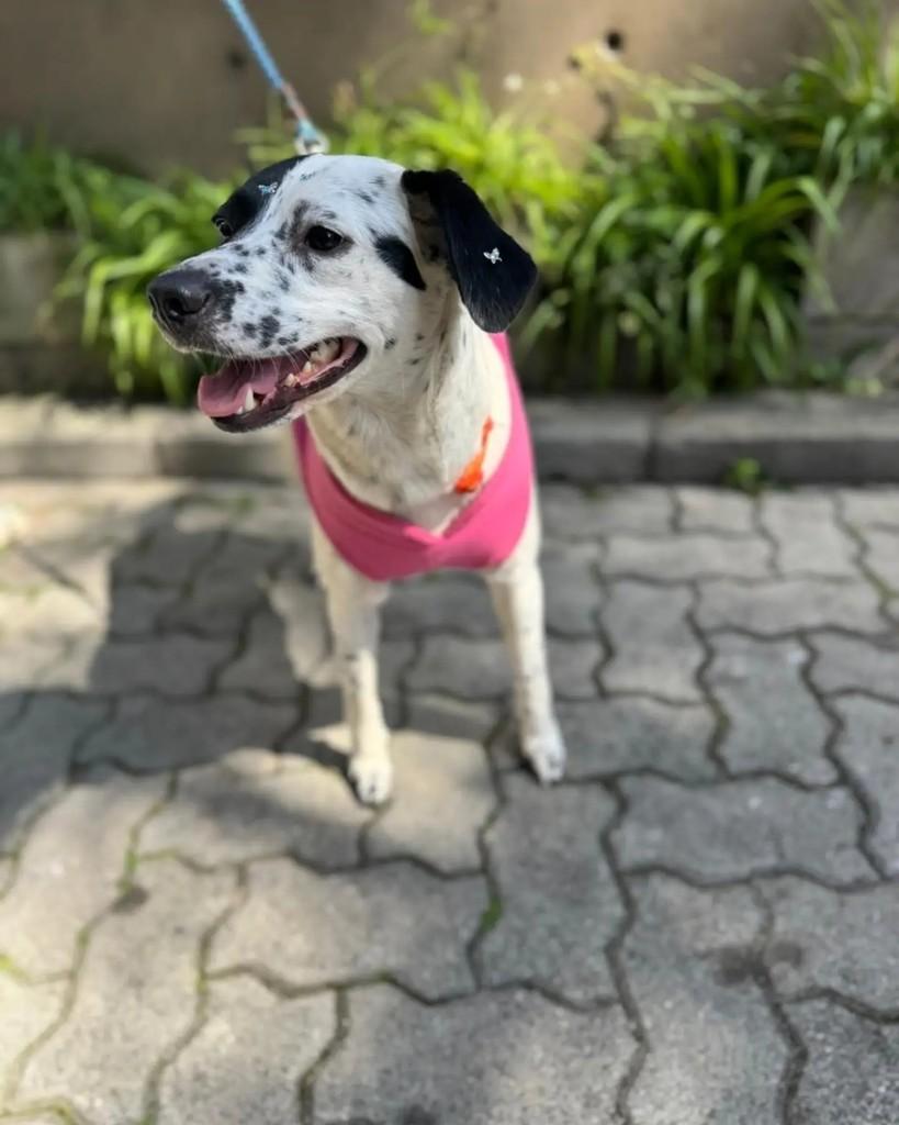 Nala, cadela de porte médio para adoção em São Bernardo do Campo - SP