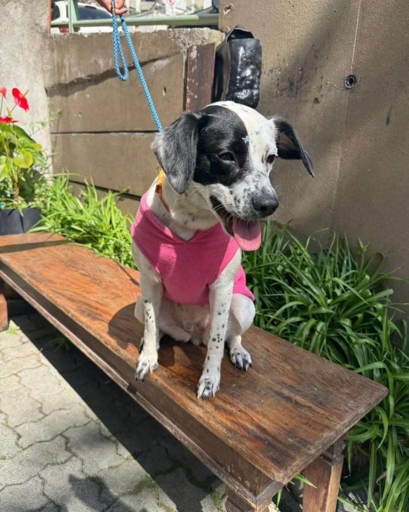 Nala, cadela de porte médio para adoção em São Bernardo do Campo - SP — foto 2 de 7