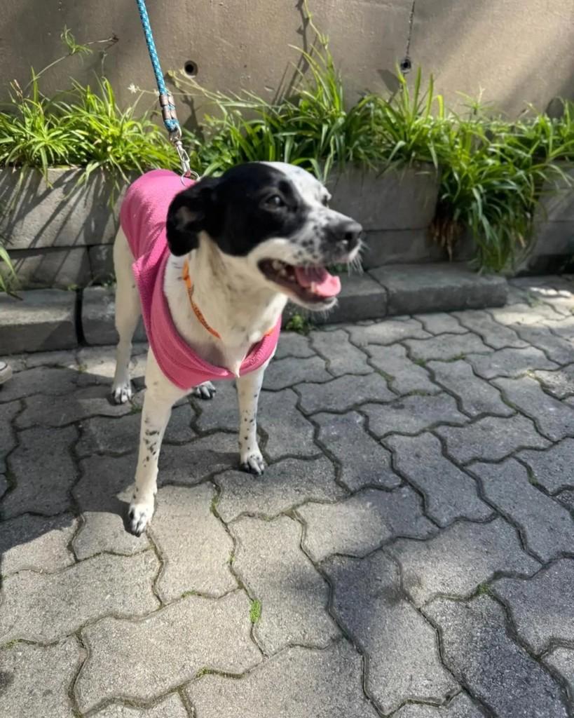 Nala, cadela de porte médio para adoção em São Bernardo do Campo - SP — foto 4 de 7
