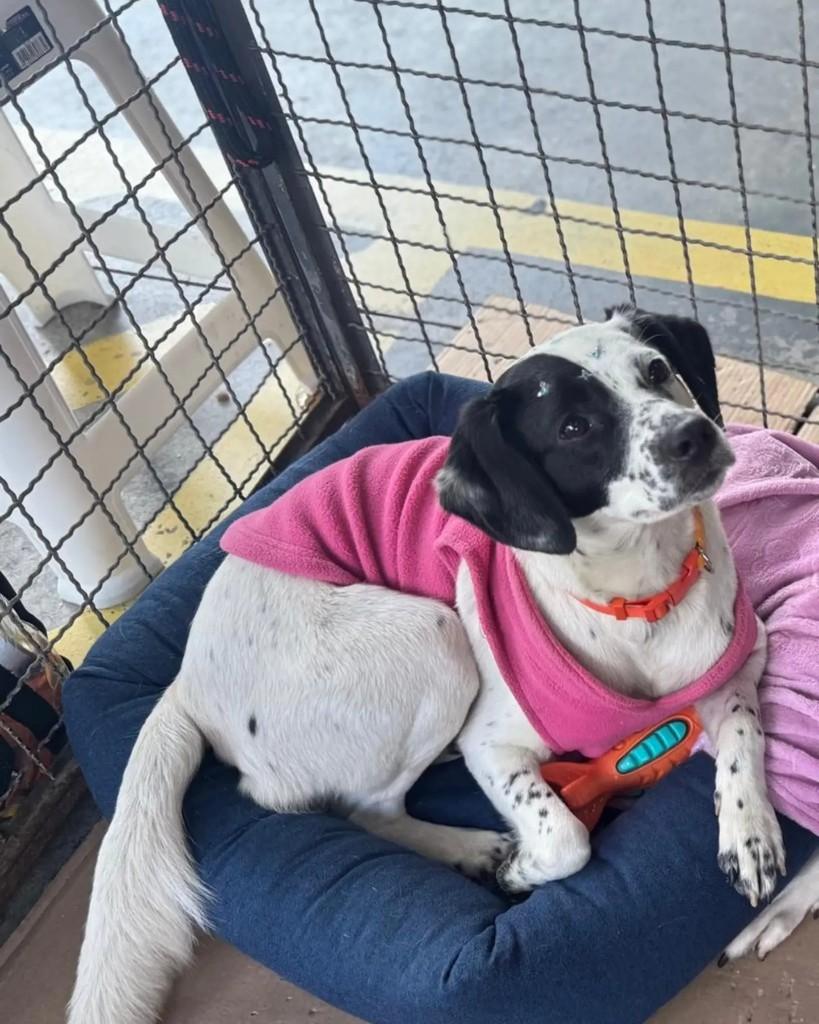 Nala, cadela de porte médio para adoção em São Bernardo do Campo - SP — foto 5 de 7