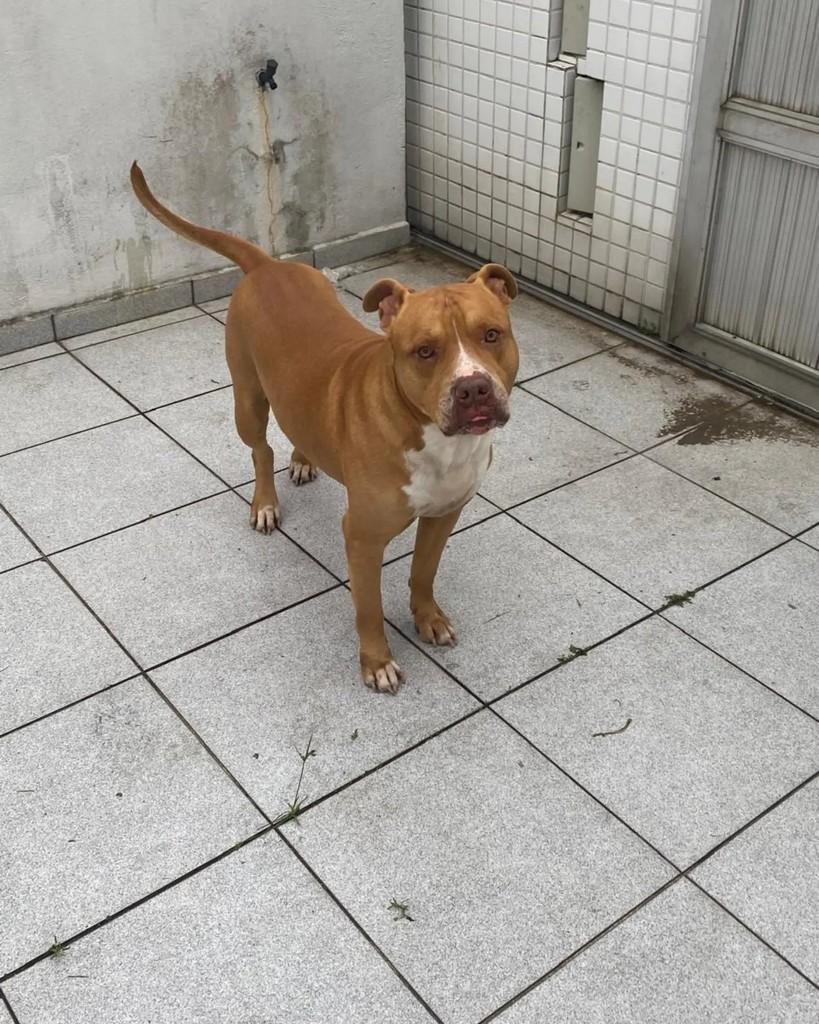 Seninha, cachorro de porte médio para adoção em São Bernardo do Campo - SP