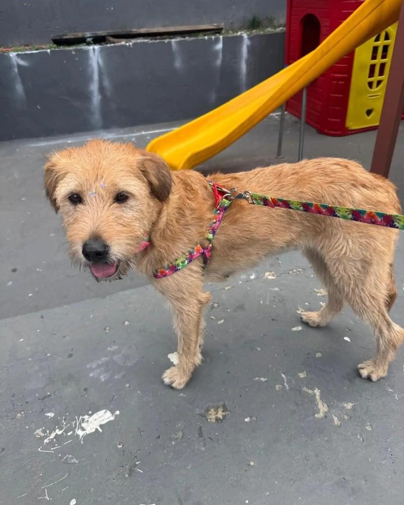 Mel, cadela de porte médio para adoção em São Bernardo do Campo - SP — foto 4 de 6