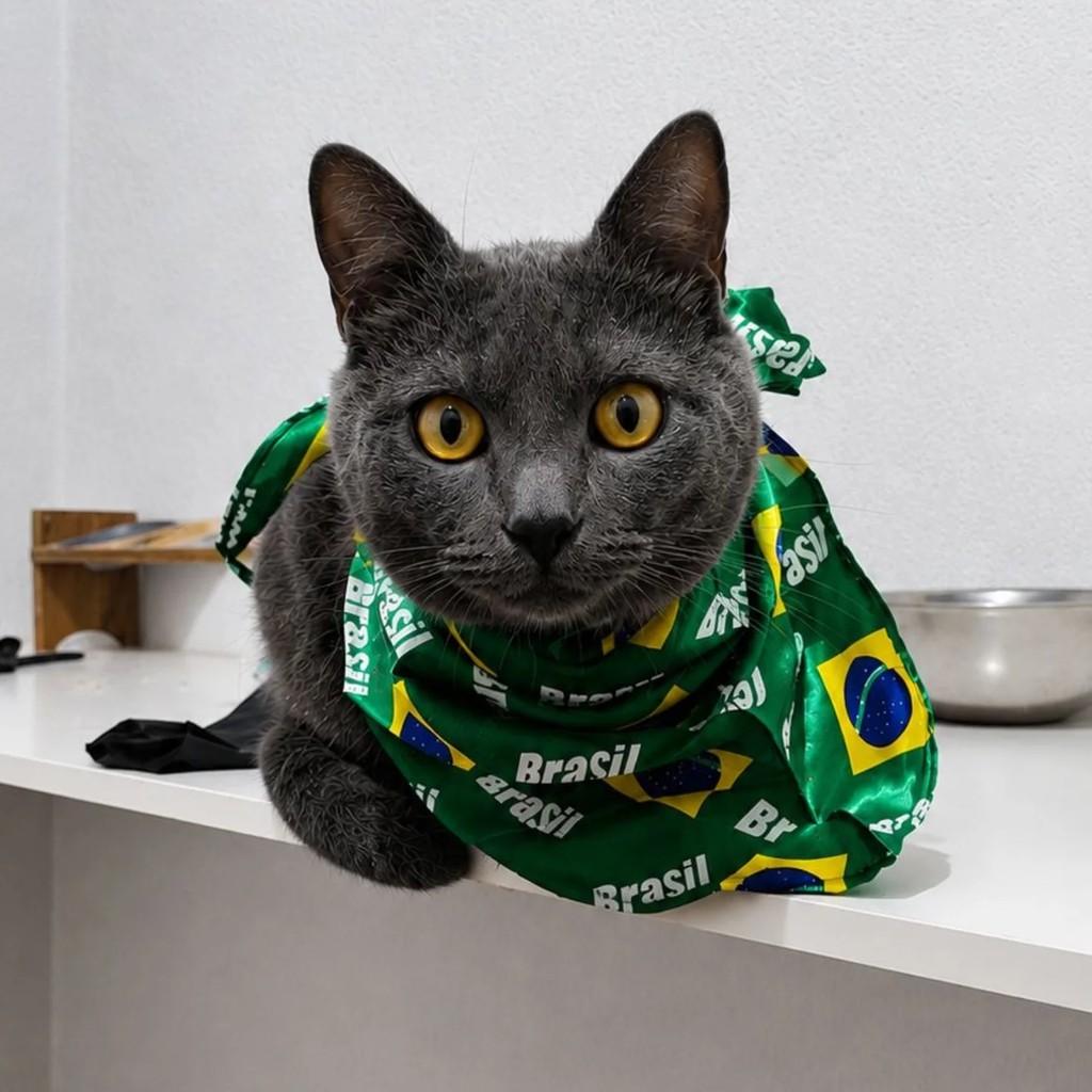 Chumbinho, gato de porte pequeno para adoção em Brasília - DF